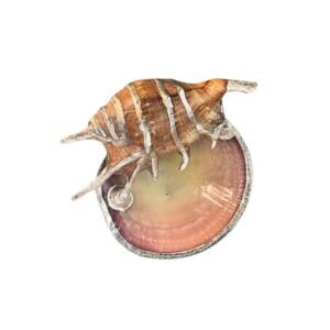 One Piece Silver Shell