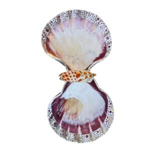 Two piece Silver Shell